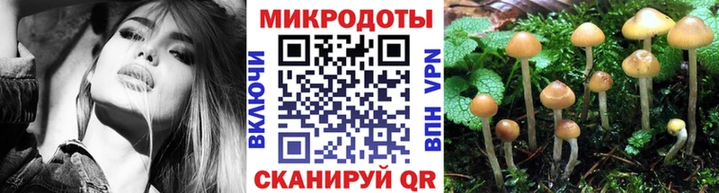 Псилоцибиновые грибы Psilocybe Новоузенск